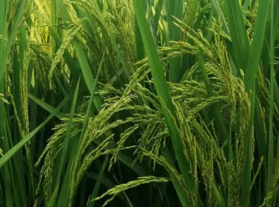 ​丝苗型优质水稻高效丰产栽培技术 水稻养殖方法总结