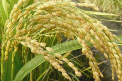 ​稻花香2号水稻标准化栽培技术 水稻怎么养殖