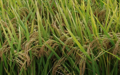 ​超级稻金农丝苗抛秧高产栽培技术 水稻应该怎么养殖