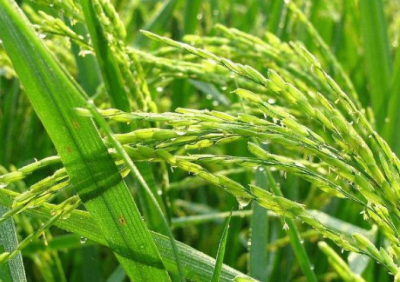 ​寒地水稻怎么施肥寒地水稻高产施肥方案