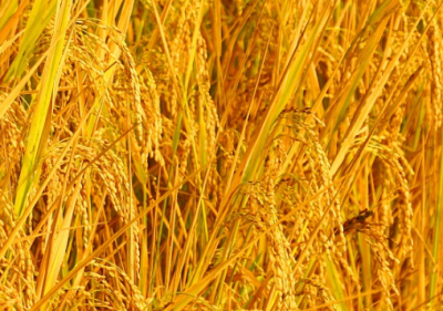 ​水稻新品种苗稻2号高产栽培技术 水稻养殖方法总结