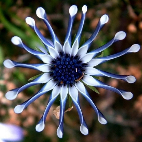 世界上最奇异的10种花(图8)