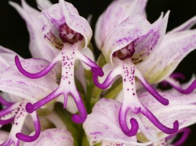 ​世界上最奇异的10种花有哪些