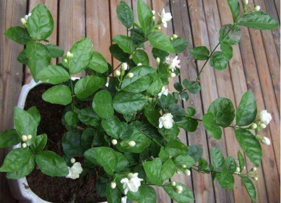 盆栽茉莉花怎么施肥，4种方法让你的茉莉花满枝头(图9)