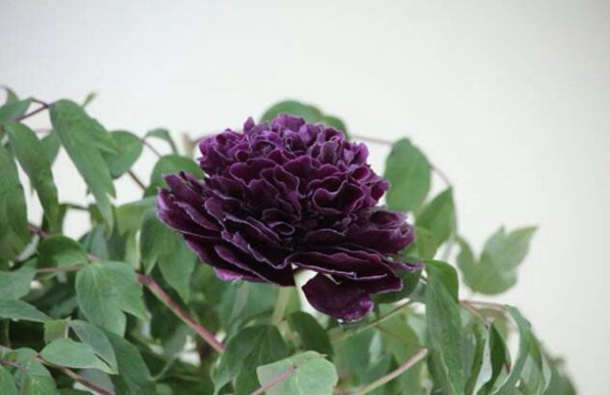 植物趣闻|为什么黑色花卉很少见？(图8)