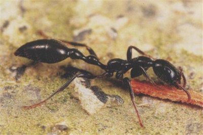 ​红乌修长蚁是什么蚂蚁 属于蚁科_有必定毒性