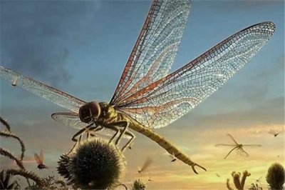 ​巨蜻蜓：身材体型伟大的蜻蜓 属于一种节肢动物