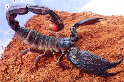 ​印度红爪雨林蝎引见：蝎子中体型最大（躯搞格外丰富）