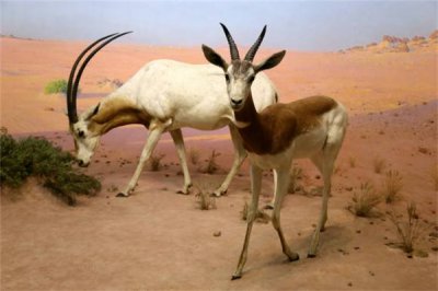 ​苍羚：羚羊中体型最大的一种,二个亚种之间辨别很大