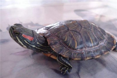 ​彩龟是什么样的黑龟？包括红耳龟以及黄耳龟（鸡龟亚科）