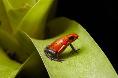 ​红戴箭毒蛙：颜色斑驳的一种田鸡（强盛的毒性）