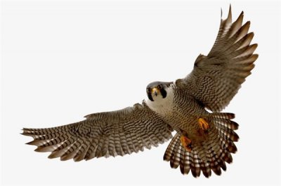 ​苍鹰：属于猛禽的典型,双翅启展可达1.3米（相称宏大）