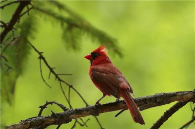 ​北美红雀：愤慨小鸟中的本形（浑身通红便像愤怒）