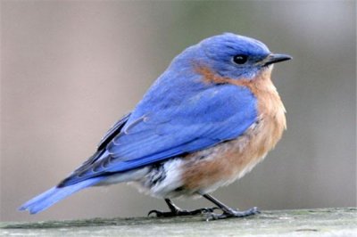 ​东部蓝鸲：一种脸色鲜明的鸟类（曾经介入赤色名录）