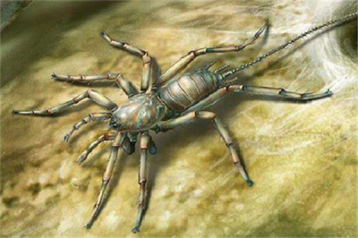 ​蜘蛛的祖宗与蝎子共类，五亿年前便有运动陈迹