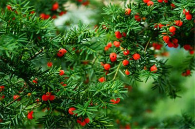 ​红豆杉：国家珍稀保护植物（喜欢海拔较高区域）