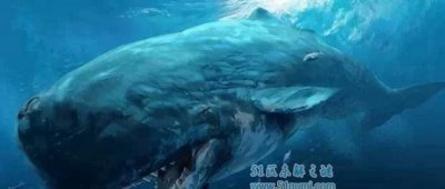 ​利维坦鲸:史上最恐惧的鲸鱼 和巨齿鲨相遇谁更利害?