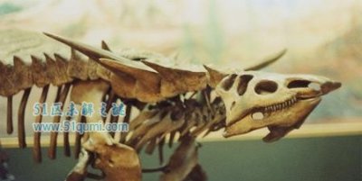 ​有角鳄:长有一双于45厘米长尖角的鳄鱼 尖角有什么用处?