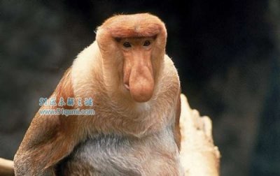 ​长鼻猴:世界上鼻子最长的山公 具有24小时＂金枪没有倒＂技巧