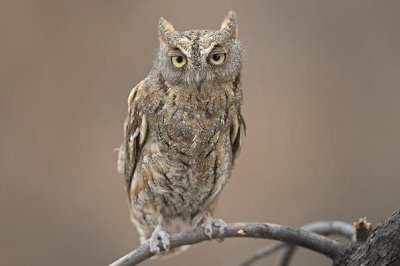 ​红角鸮：夜行性动物，喊声似蟾喊声_雌鸟喊声比雄鸟高