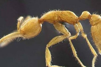 ​火星蚂蚁：蚂蚁的史前祖先，全身金黄色_眼睛退化