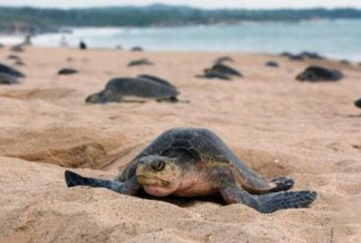 ​海龟中的最小：太平洋丽龟，背甲似方形_长仅60厘米