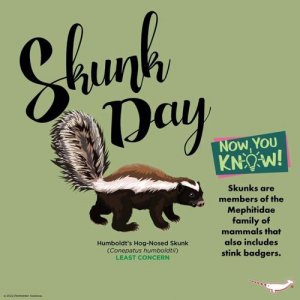 ​skunk是什么动物（臭鼬的介绍）
