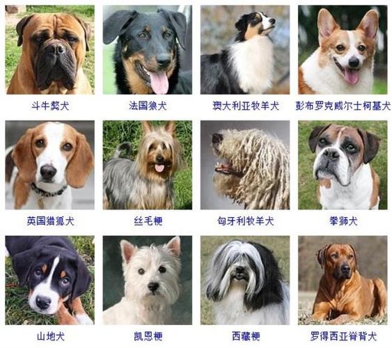 狗狗的宠物名称大全（58个可爱狗狗名）
