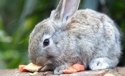 ​荷兰侏儒兔是怎样的？荷兰侏儒兔的简介