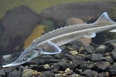 ​小体鲟:养殖鲟鱼中最小的物种_体长一致惟有80厘米