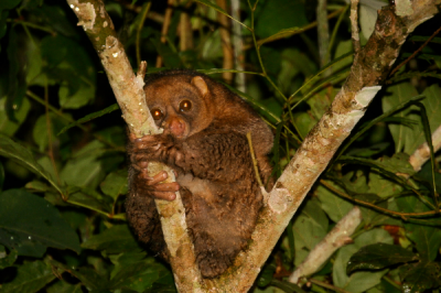 ​树熊猴:一种尾巴极短的本始猴类_尾巴仅3-10厘米长