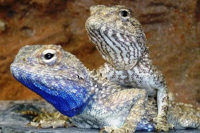 ​萨维尼鬣蜥:下巴长有靓丽蓝斑的草本蜥_体长55厘米