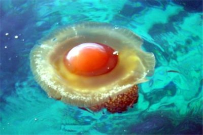 ​蛋黄水母：甘旨迷人的海洋生物（形状酷似煎蛋）