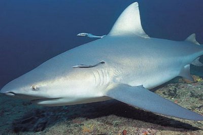 ​牛鲨:唯一穿梭于淡水和咸水中的鲨鱼_血液能调节盐分