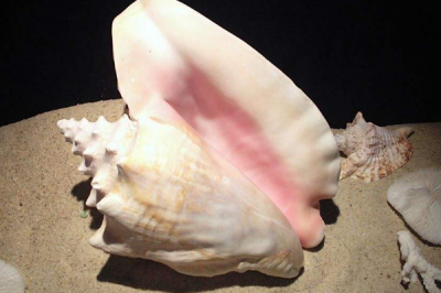 ​女王凤凰螺:体型最大的软体动物之一_数千只会合生计