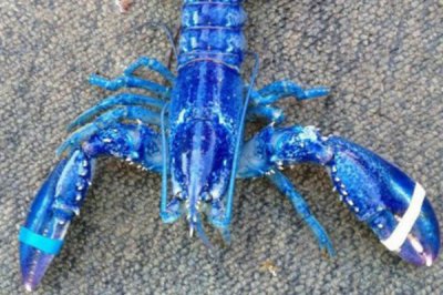 ​世界上最贵的龙虾：法国蓝龙虾一只价钱达百万