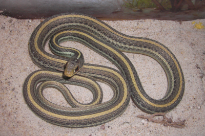 ​丝戴蛇:北美分散最广的蛇类_因三条白色戴状纹而得名