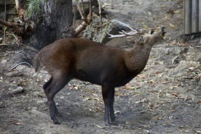 ​喀拉米豚鹿:巴拉望卡面群岛的私有种_身体像猪一般壮