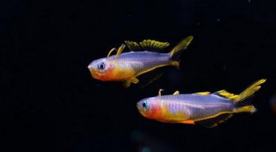 ​霓虹燕子鱼的简介-霓虹燕子鱼如何繁殖？