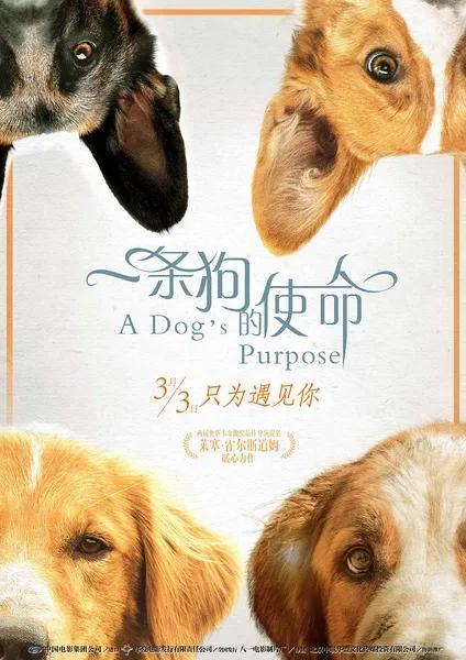 有关狗的电影推荐（推荐6部关于狗的电影）(2)