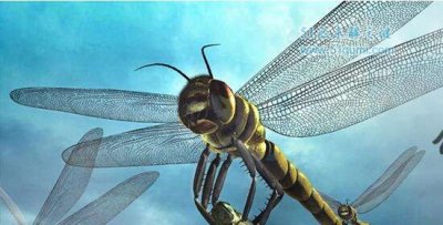 ​巨脉蜻蜓:史前最大的遨游虫豸 为什么很快便毁灭了?