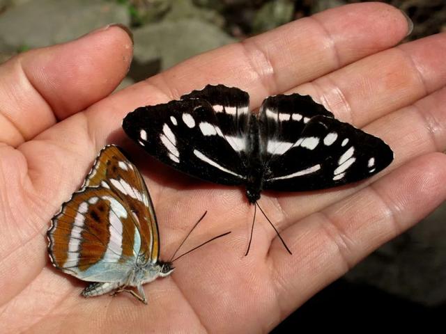 最常见的蝴蝶有哪几种（夏日赏蝶正当时）(24)