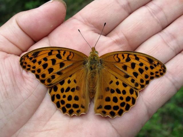最常见的蝴蝶有哪几种（夏日赏蝶正当时）(10)
