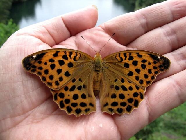 最常见的蝴蝶有哪几种（夏日赏蝶正当时）(8)