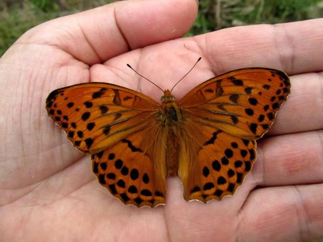 最常见的蝴蝶有哪几种（夏日赏蝶正当时）(13)