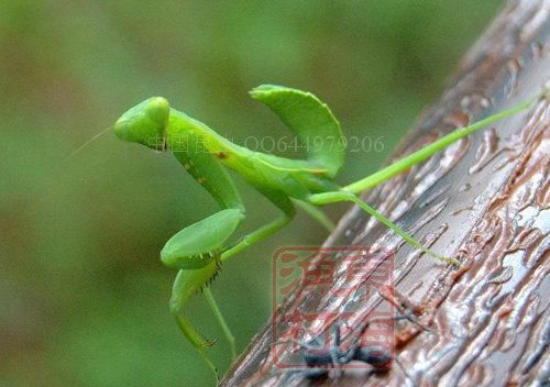 家庭饲养的螳螂除了吃昆虫,还吃什么