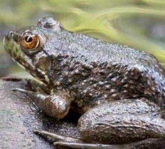 ​青蛙和田鸡是一样的吗，青蛙和牛蛙的区别是什么？