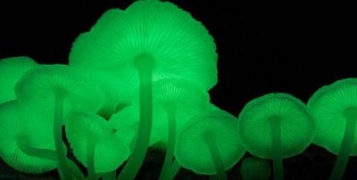 ​荒凉的荧光小菇，丛林中雨后荡漾的荧绿色磷火