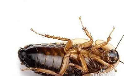 房间里有蟑螂的原因,家里为什么会出现蟑螂