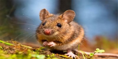 老鼠怕灯光,老鼠怕光吗